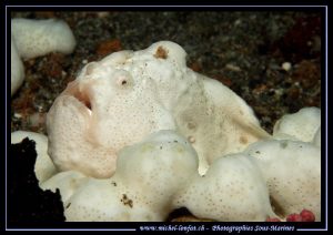 White Frog Fish in the water's of Lembeh Strait... Que du... by Michel Lonfat 